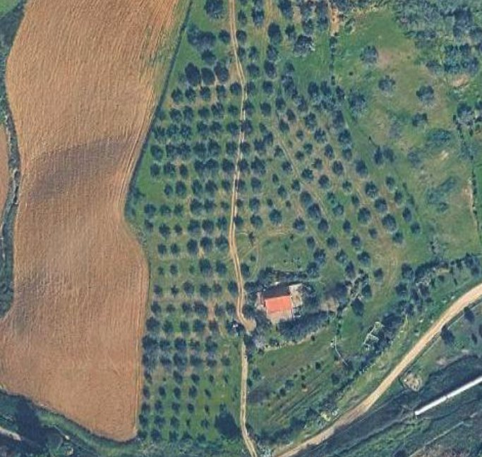 Vista aerea degli ulivi della tenuta